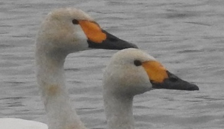 FOTO: Na střední Moravě viděny labutě malé. Vrátily se po sedmnácti letech