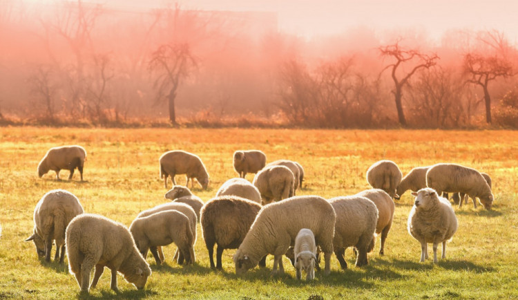 Z pastvin se ztrácejí ovce, už jich chybí několik desítek a škoda vzrůstá