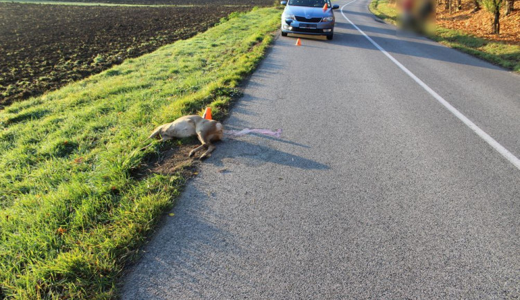 Srna v ranní mlze přebíhala přes silnici, řidička střetu nedokázala zabránit a zvíře uhynulo