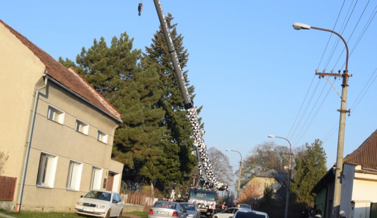 FOTO/VIDEO: Ve Věrovanech se kácí dvacetimetrová douglaska, čeká ji převoz na Horní náměstí do Olomouce