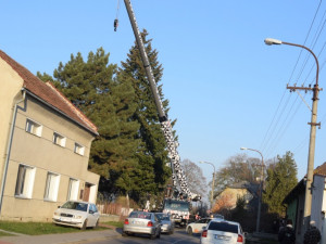 FOTO/VIDEO: Ve Věrovanech se kácí dvacetimetrová douglaska, čeká ji převoz na Horní náměstí do Olomouce