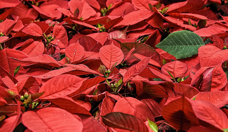 Vánoční hvězdu zakoupíte v obchodních centrech, přispějete tak na rekondiční pobyt malých pacientů