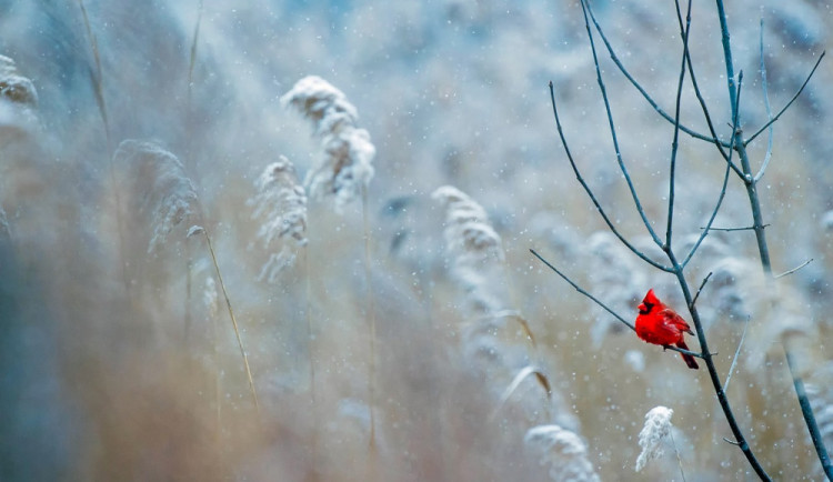 POČASÍ NA NEDĚLI: Poslední den v týdnu nás čekají smíšené nebo sněhové srážky