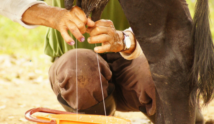 Za pár dní startuje třetí ročník festivalu Země na talíři, nabídne filmy i názory odborníků