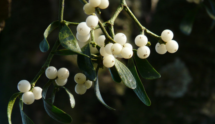 Nejoblíbenější mezi lidmi je zlaté a přírodní jmelí, jedna firma do Vánoc zpracuje až sedmdesát tun této rostliny