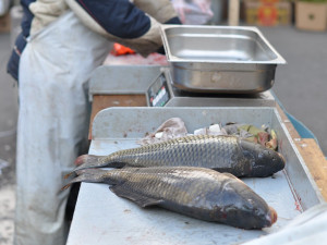 Vánoční ryby opět zdražily. Další růst cen obchodníci v dohledné době nečekají