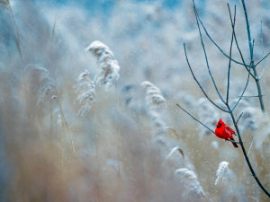 POČASÍ NA NEDĚLI: Poslední den v týdnu nás čekají smíšené nebo sněhové srážky
