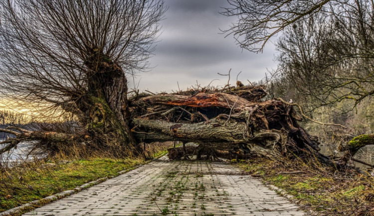 Řidiči pozor! Silnice mezi Sobotínem a Rýmařovem je uzavřená, spadl tam strom na elektrické vedení