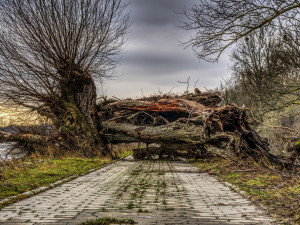 Řidiči pozor! Silnice mezi Sobotínem a Rýmařovem je uzavřená, spadl tam strom na elektrické vedení