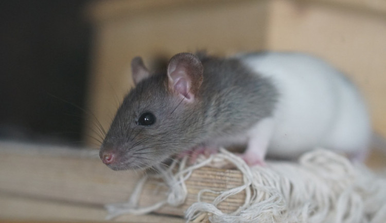 Před dveřmi bytu se nacházela záhadná krabice s překvapivým obsahem. Byli v ní potkani, jako dar pro milovnici zvířat