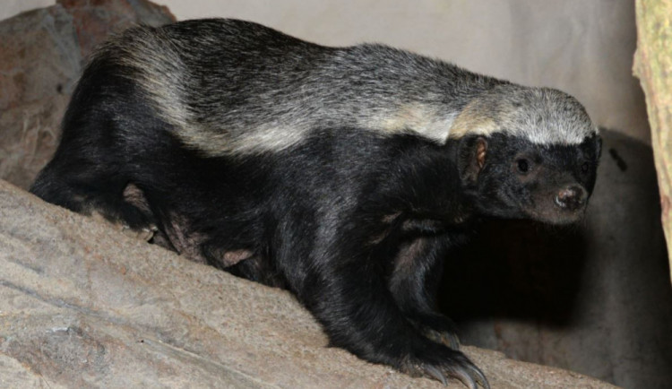 FOTO/VIDEO: Medojedi si zvykají v olomoucké zoo, která představila nový baobab