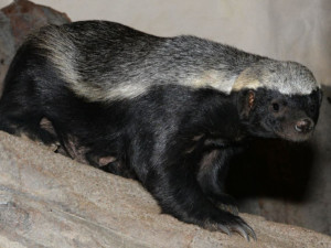 FOTO/VIDEO: Medojedi si zvykají v olomoucké zoo, která představila nový baobab