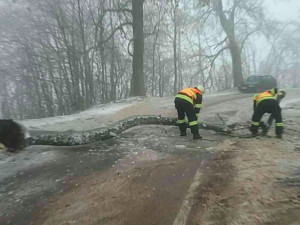 FOTO: Hasiči od oběda vyjížděli v kraji už k osmi popadaným stromům, na vině je tíha ledové krusty na nich
