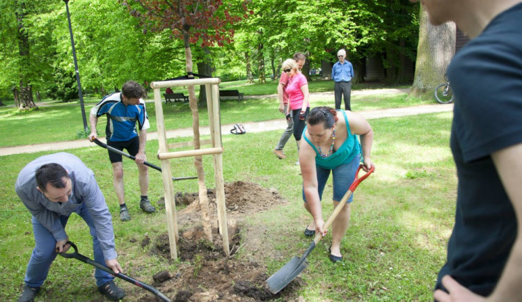 Dřeviny v olomouckých parcích projdou obnovou. Vysazeno bude téměř dvě stě nových stromů