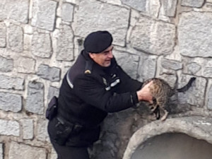 FOTO: Kočka uvízla v korytě řeky, ven jí pomohli strážníci