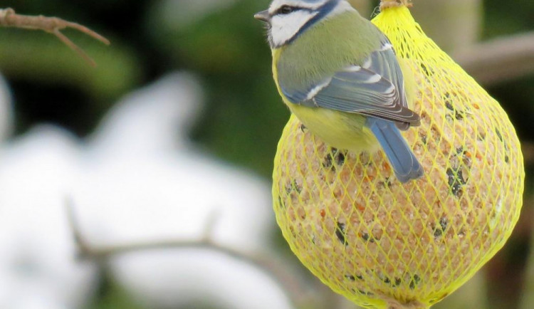 Zima je tady a lidé plní krmítka pro ptáky. Víte ale, co mají rádi a co do krmítka nepatří?