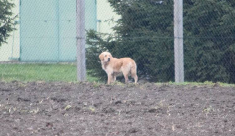 Olomoucký útulek hledá minimálně padesát dobrovolníků na odchyt toulavého psa