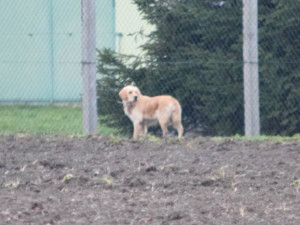 Olomoucký útulek hledá minimálně padesát dobrovolníků na odchyt toulavého psa