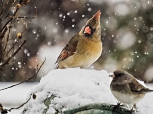 POČASÍ NA ČTVRTEK: Povane mírný vítr a většinou bude oblačno
