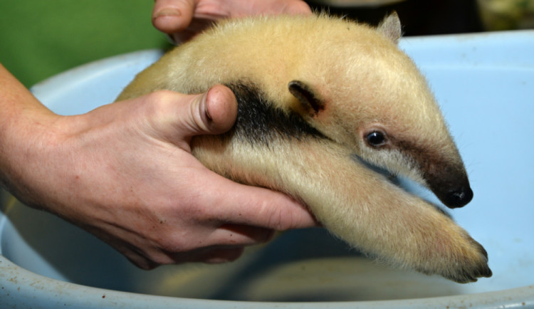 Desáté mládě mravenečníka čtyřprstého se narodilo v olomoucké zoo
