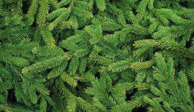 Neznámý zloděj ukradl z oploceného pozemku několik desítek vánočních stromů