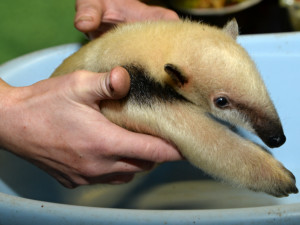 Desáté mládě mravenečníka čtyřprstého se narodilo v olomoucké zoo