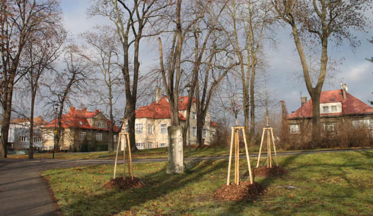 V olomouckých parcích se pracuje na obnově zeleně. Na jaře bude zahájena druhá etapa