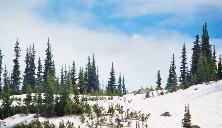 Lesy ČR posílily hlídky proti zlodějům vánočních stromků