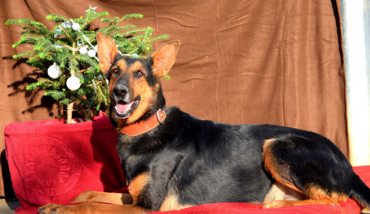 Hledáme páníčka #120: Podívejte se na nejnovější přírůstky v olomouckých útulcích