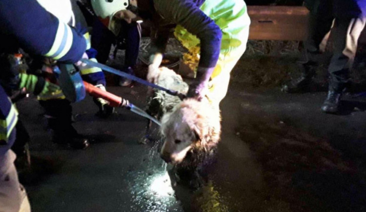 Pes uvízl v bahně ve vypuštěném rybníku. Ven mu pomohli hasiči