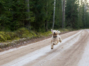 Řidič srazil psa. Na autě je škoda za pětadvacet tisíc, pes z místa utekl