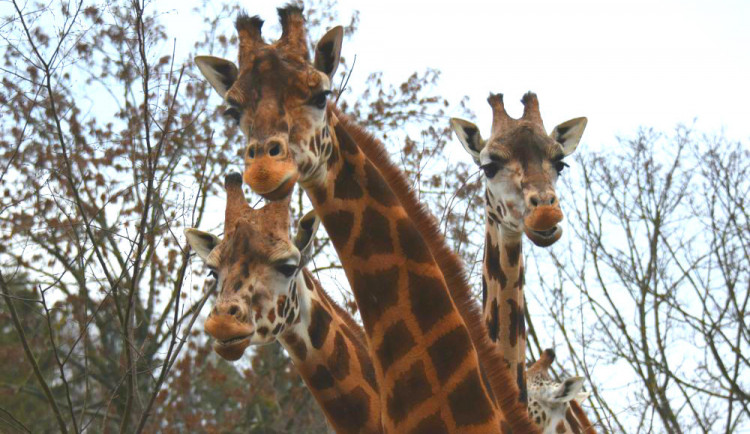 Se sčítáním zvířat v olomoucké zoo pomůžou návštěvníci. Letošní Zooinventura už začala