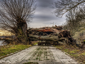 Kvůli silnému větru hasiči likvidovali popadané stromy na silnicích