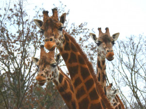 Se sčítáním zvířat v olomoucké zoo pomůžou návštěvníci. Letošní Zooinventura už začala