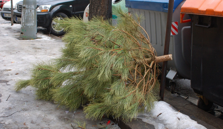 Co s vánočními stromečky? Stačí je dát k popelnicím. Svoz začne 7. ledna