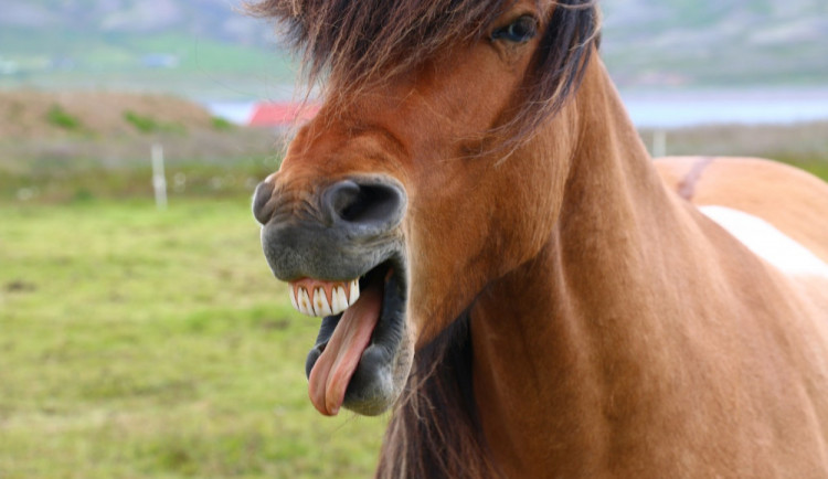 Téměř dvacet koní pobíhalo po Šumperku. Zpět na pastviny je nasměřovali policisté