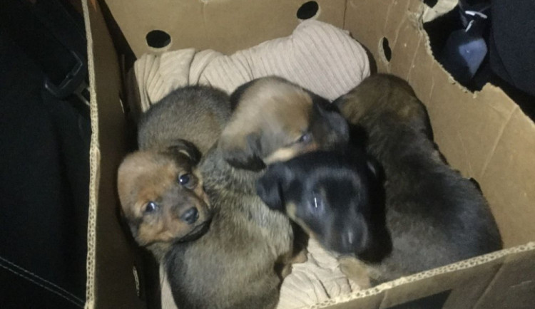 Pomozte štěňatům, která někdo nechal v mrazu u popelnice. Útulek pořádá sbírku