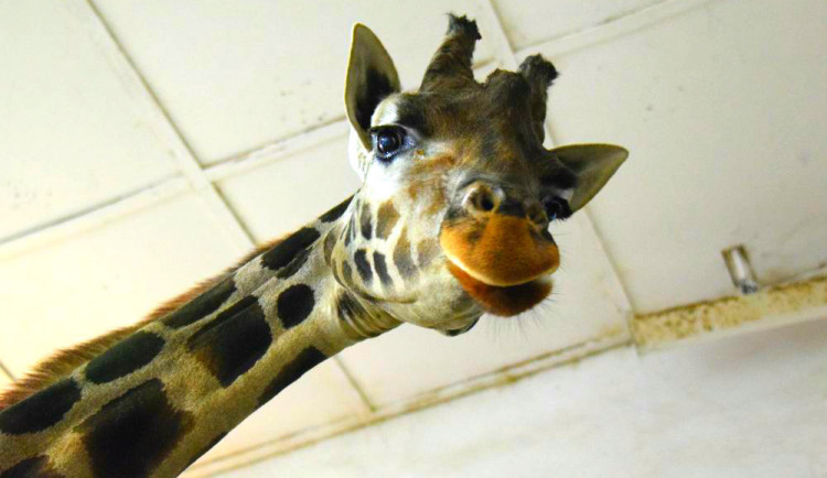 Uplynulý rok v Zoo Olomouc v číslech: Přes 357 tisíc návštěvníků či 327 narozených mláďat