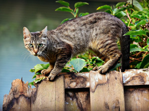 Majitelé koček v Prostějově dostanou příspěvek na jejich kastraci