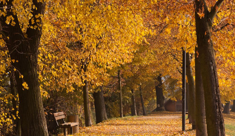Nejkrásnější alej mají v Zábřehu u rybníka Oborník. Lipová alej se v anketě umístila na prvním místě v rámci Olomouckého kraje