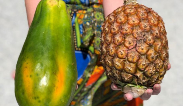 Ananas, jackfruit či liči. Afrika se bude o víkendu ochutnávat na Výstavišti Flora