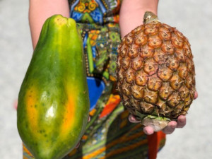 Ananas, jackfruit či liči. Afrika se bude o víkendu ochutnávat na Výstavišti Flora