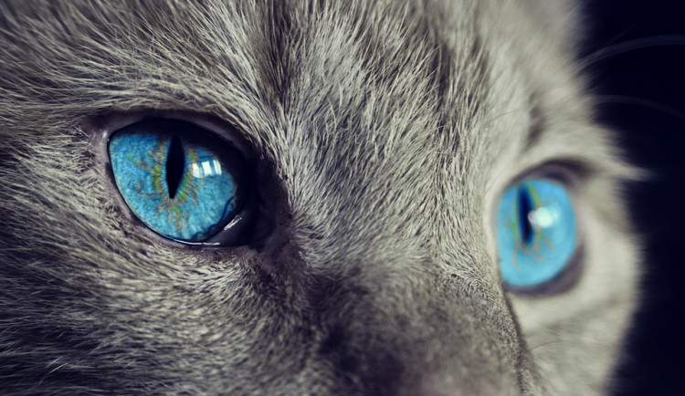 O příspěvek na kastraci koček je v Prostějově zájem