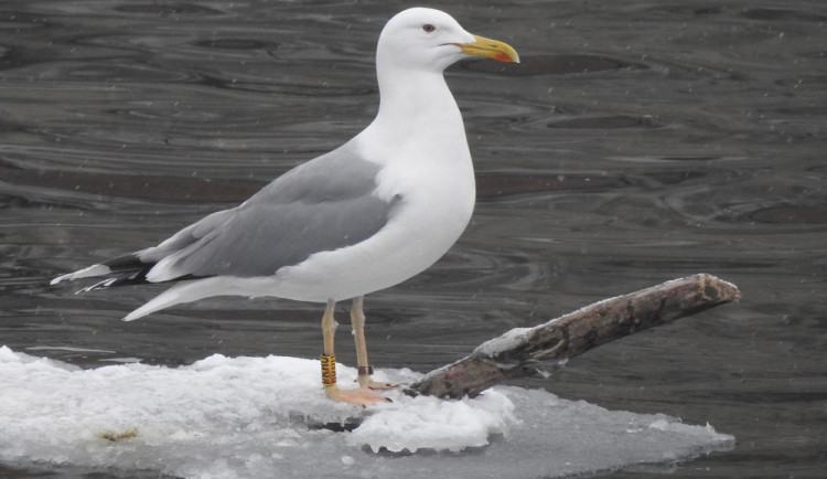 VIDEO: Zimující vodní ptáci jsou vděčni za potravu od lidí. Sůl na pečivu je však může i zabít