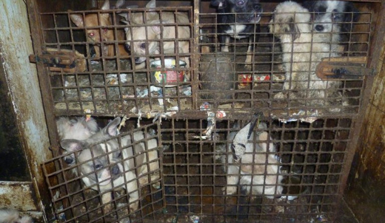 Týraných zvířat přibylo, nejhorší byl případ s dvěma sty zanedbanými psy