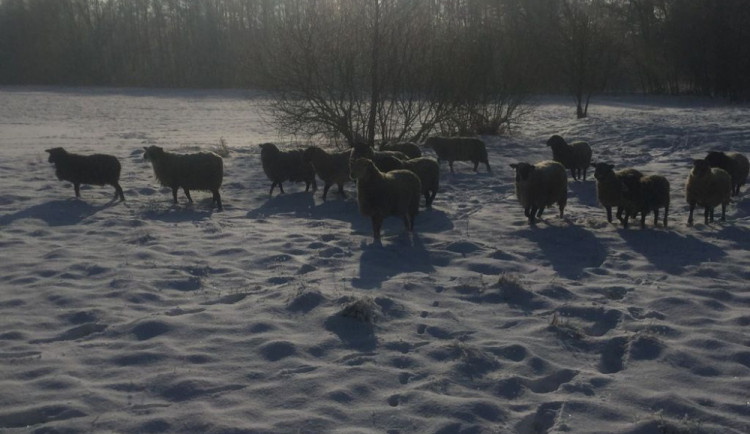Ulicí Lazecká se toulalo stádo ovcí. Nebylo to poprvé co ovce utekly