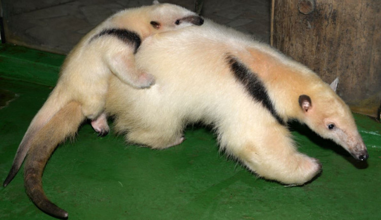 V Olomouci se narodili dva mravenečníci čtyřprstí. Olomoucká zoo je tímto unikátní