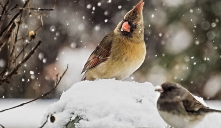 POČASÍ NA ČTVRTEK: Přes den bude přibývat oblačnosti, v noci zasněží