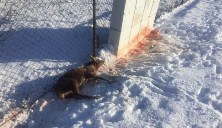 Ženě při venčení utekl ridgeback. Srnku, kterou pes dávil, musel zabít přivolaný myslivec