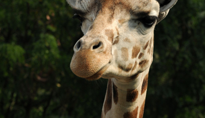 Nejstarší žirafa Zaira z olomoucké zoo musela být kvůli nemoci utracena